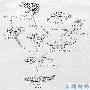 两栖纲（Amphibia）【古两栖动物】 动物世界