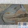 迷齿亚纲（Labyrinthodontia）【古两栖动物】 动物世界