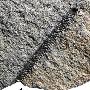 笔石纲（Graptolithina）【古无脊椎动物-半索动物门】 动物世界