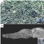 肠鳃纲（Enteropneusta）【古无脊椎动物-半索动物门】 动物世界