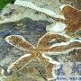 海箭纲（Homoiostelea）【古无脊椎动物-棘皮动物门】 动物世界
