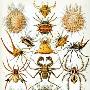 蛛形纲（Arachnida）【古无脊椎动物-节肢动物门】 动物世界