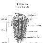 三叶虫纲（Trilobita）【古无脊椎动物-节肢动物门】 动物世界