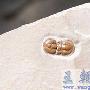球接子目(Agnostida）【古无脊椎动物-节肢动物门】 动物世界
