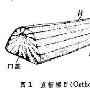 软舌螺纲（Hyolitha）【古无脊椎动物-软体动物门】 动物世界
