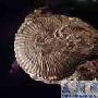菊石（ammonoid）【古无脊椎动物-软体动物门】 动物世界
