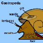 腹足纲（Gastropoda）【古无脊椎动物-软体动物门】 动物世界