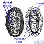 多板纲（Polyplacophora）【古无脊椎动物-软体动物门】 动物世界