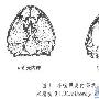 小嘴贝纲（Rhynchonellata）【古无脊椎动物-腕足动物门】 动物世界