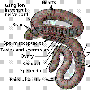 环节动物门（Annelida）【古无脊椎动物-蠕形动物门】 动物世界