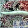 纽形动物门（Nemertinea）【古无脊椎动物-蠕形动物门】 动物世界