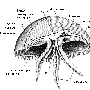 缽水母綱（Scyphozoa）【古無脊椎動物-腔腸動物門】 動物世界