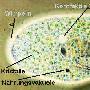 纤毛虫纲（Ciliata）【古无脊椎动物-原生动物门】 动物世界
