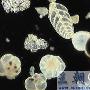肉足虫纲（Sarcodina）【古无脊椎动物-原生动物门】 动物世界