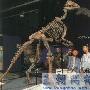 戈壁原巴克龙（Probactrosaurus gobiensis）【恐龙-鸟脚亚目】 动物世界