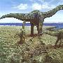 圆顶龙（Camarasaurus）【恐龙-蜥脚形亚目】 动物世界
