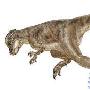 肿头龙亚目(Pachycephalosauria）【恐龙-肿头龙亚目】 动物世界