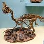 偷蛋龙（Oviraptor）【恐龙-兽脚亚目】 动物世界