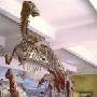 中国最早被命名的恐龙【恐龙的珍闻轶事】 动物世界