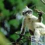 灰叶猴-国家一级保护动物【动物知识】 动物世界