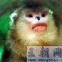 滇金丝猴-国家一级保护动物【动物知识】 动物世界