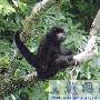 黑长臂猿-国家一级保护动物【动物知识】 动物世界