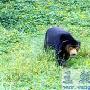 马来熊-国家一级保护动物【动物知识】 动物世界