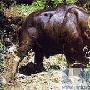 亞洲野牛-國家一級保護動物【動物知識】 動物世界