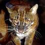 金猫-国家二级保护动物【动物知识】 动物世界