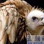 高山兀鹫-国家二级保护动物【动物知识】 动物世界
