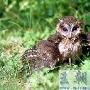 领角鸮-国家二级保护动物【动物知识】 动物世界