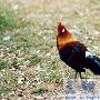红原鸡-国家二级保护动物【动物知识】 动物世界