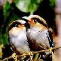 银胸丝冠鸟-国家二级保护动物【动物知识】 动物世界