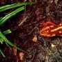 红瘰疣螈-国家二级保护动物【动物知识】 动物世界