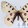 阿波罗绢蝶-国家二级保护动物【动物知识】 动物世界