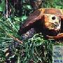 爬行类- 凹甲陆龟【动物知识】 动物世界
