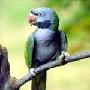 鸟类-大紫胸鹦鹉【动物知识】 动物世界