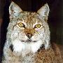 兽类-猞猁【动物知识】 动物世界