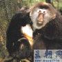 兽类-藏猕猴【动物知识】 动物世界