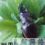 武装到牙齿的锹甲－中华奥锹甲【千奇百怪说甲虫】 动物世界
