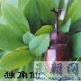 威武雄壮的独角仙【千奇百怪说甲虫】 动物世界