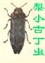 窈窕淑女吉丁甲－梨小吉丁【千奇百怪说甲虫】 动物世界