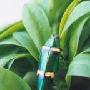 窈窕淑女吉丁甲【千奇百怪说甲虫】 动物世界