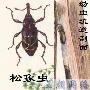 种类繁多的象鼻虫－松象虫【千奇百怪说甲虫】 动物世界