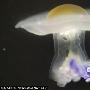 奇異水母形似荷包蛋 動物世界