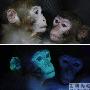 转基因猕猴可发绿光 动物世界