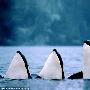 攝影師拍下野生殺人鯨水中群舞照片(組圖) 動物世界