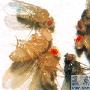 苍蝇具备神奇“预知”能力 可感知迫近危险 动物世界
