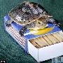 英动物园诞生中国闭壳龟 身材小巧住火柴盒 动物世界
