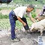 四川冒出个“猪超强”：粪水救命撑过80天 动物世界